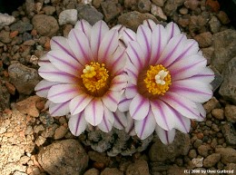 Turbinicarpus valdezianus